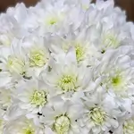 The Bride'S Flower - White
